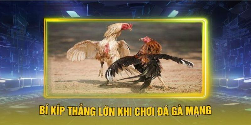 Liệt kê các mẹo chơi đá gà mạng thắng nhanh