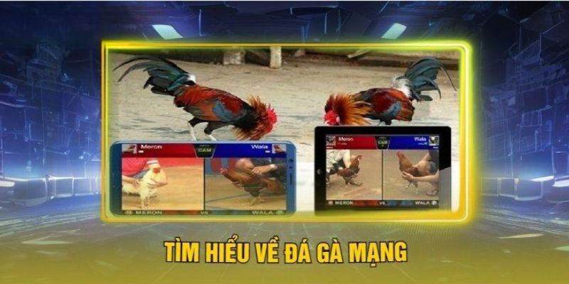 Những nét chính giới thiệu về đá gà online 